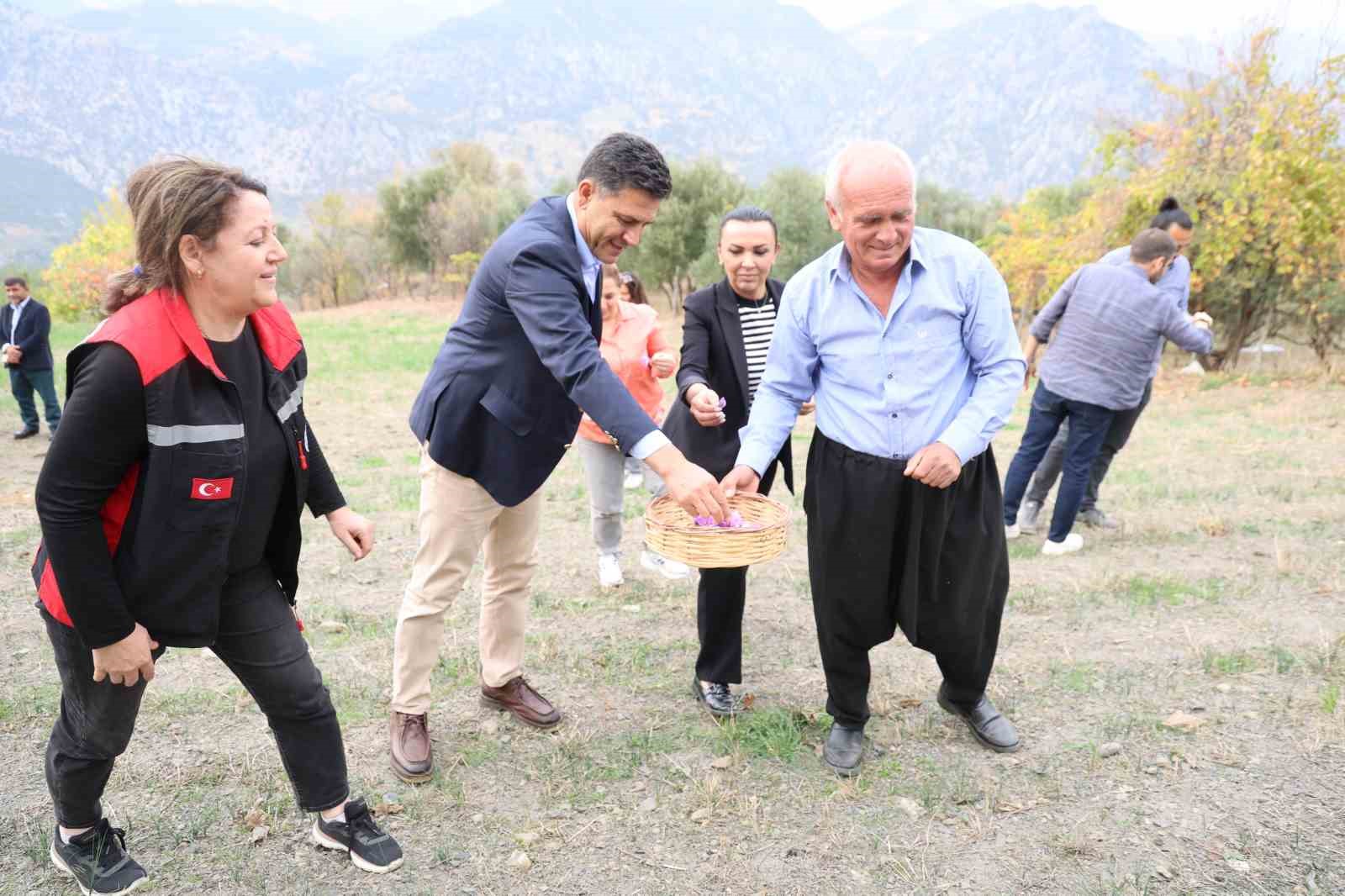 dunyanin en pahali baharati safran adanada hasat edildi 4