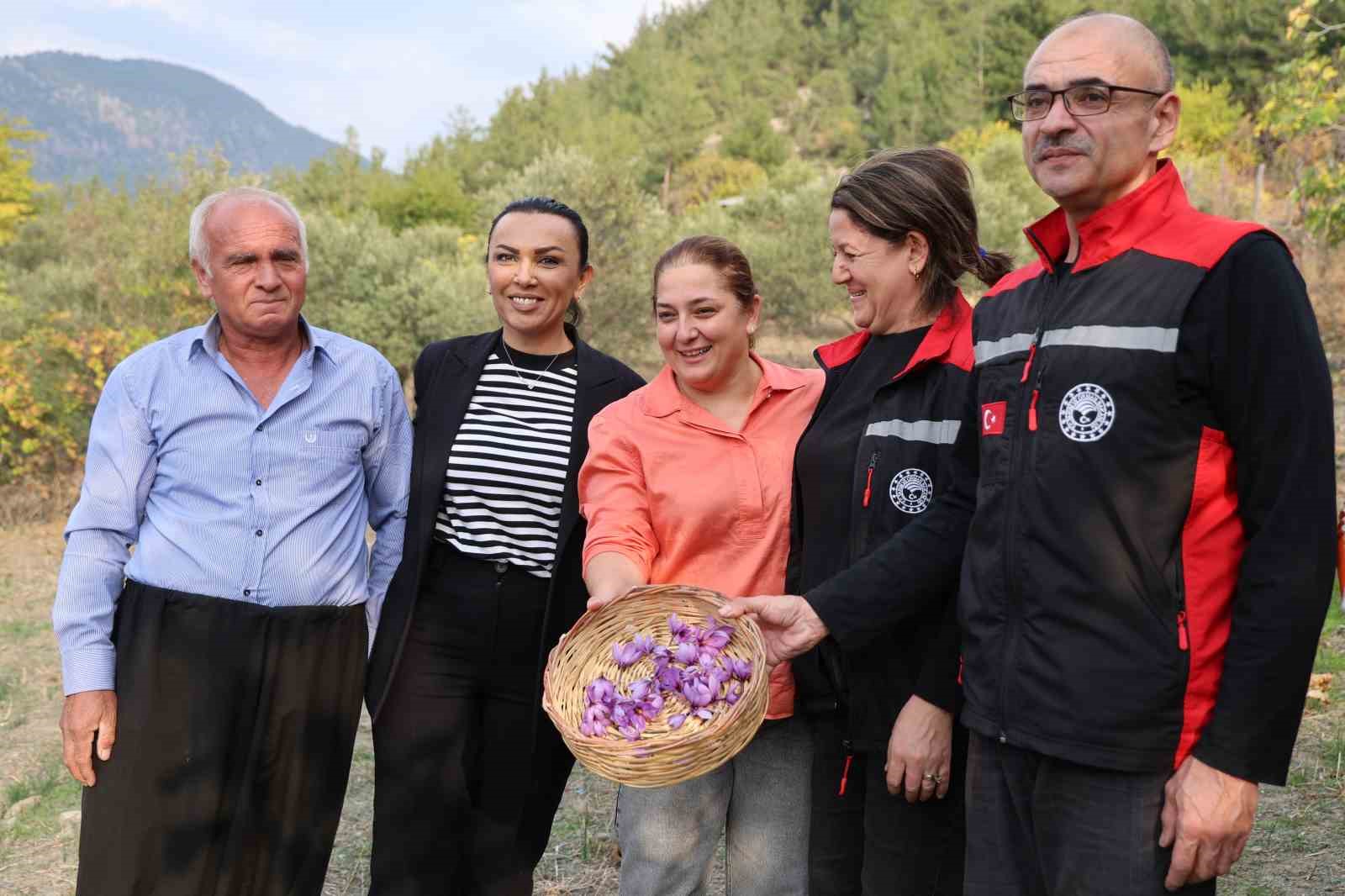 dunyanin en pahali baharati safran adanada hasat edildi 5