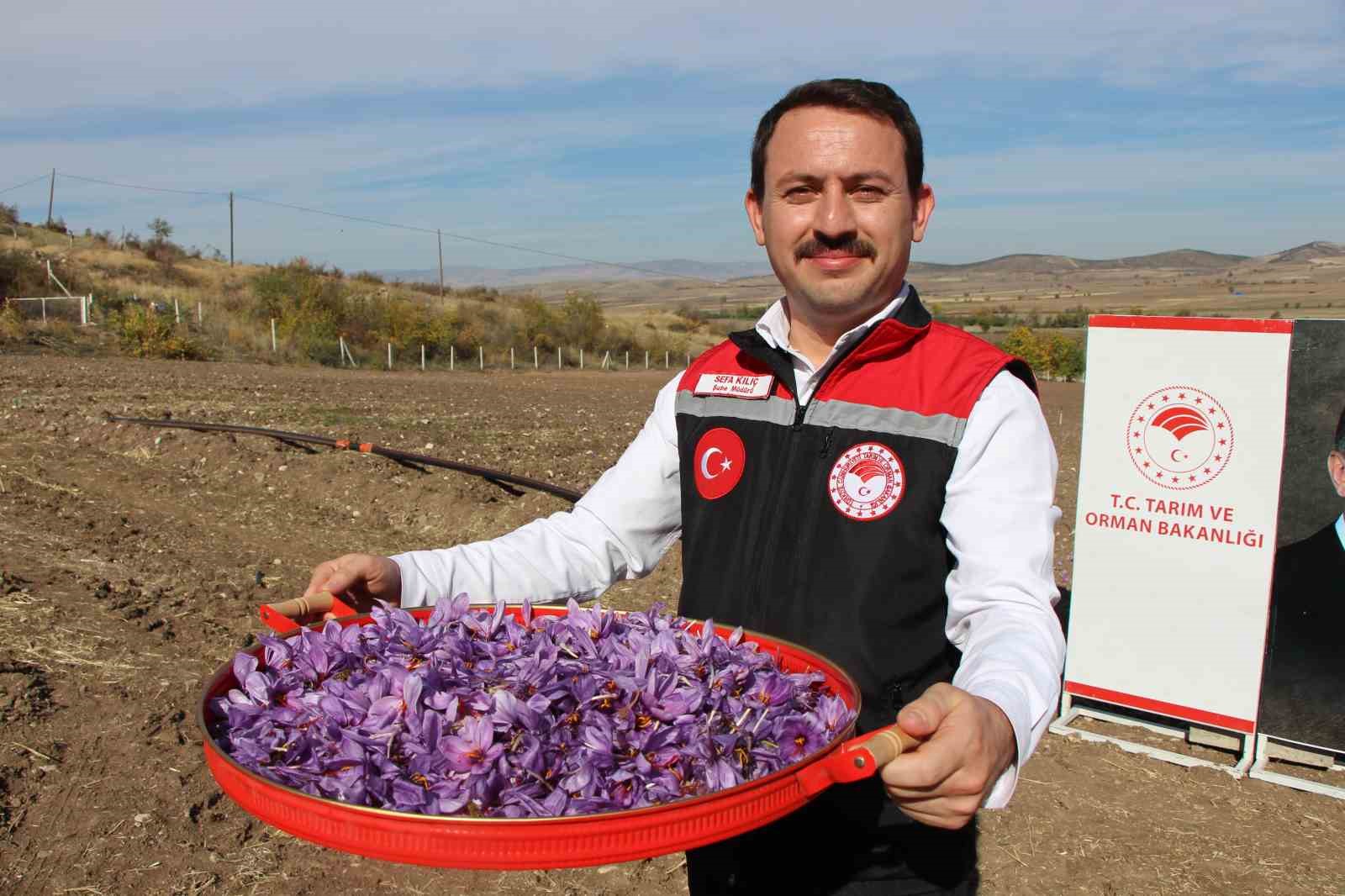 dunyanin en pahali baharati safranin 1 grami 500 tl 4 XLArRpUv