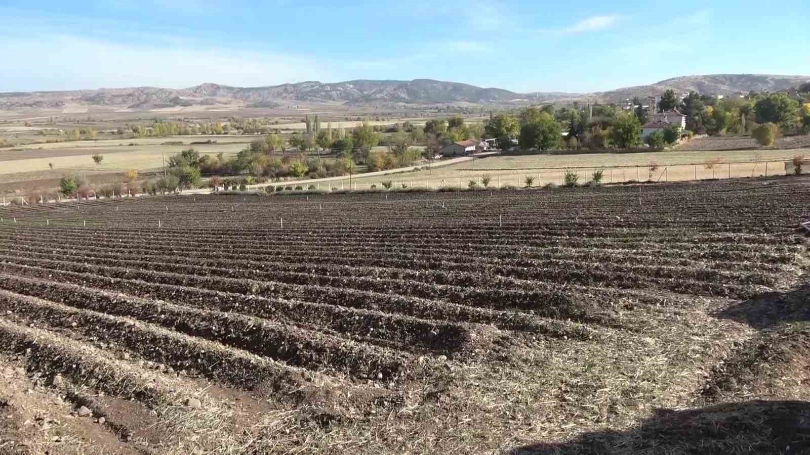 dunyanin en pahali baharati safranin 1 grami 500 tl 8 hY8jIFNP