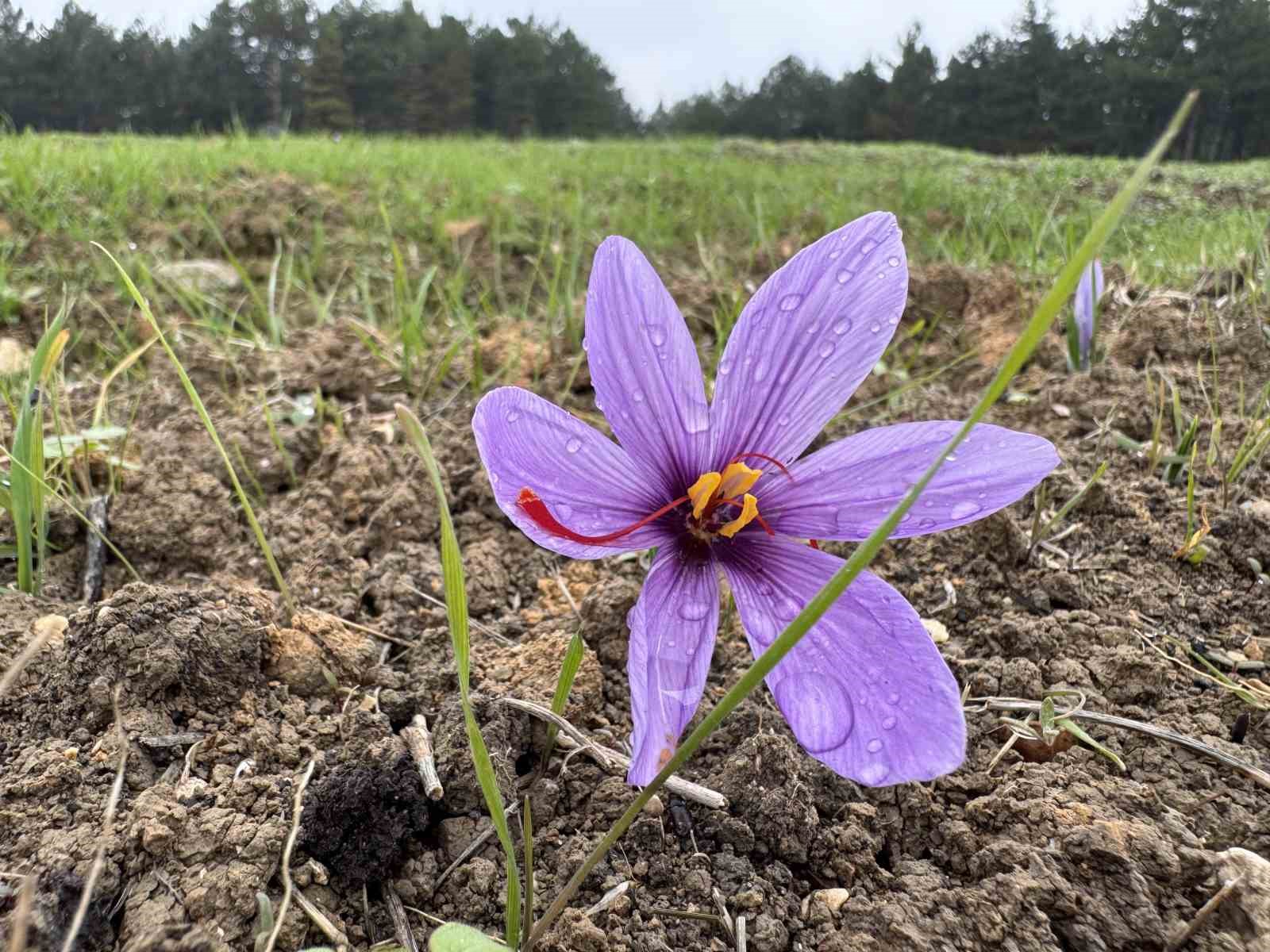 dunyanin en pahali baharati safranin kilogrami 600 bin liradan satilacak 1 PivNKgI7