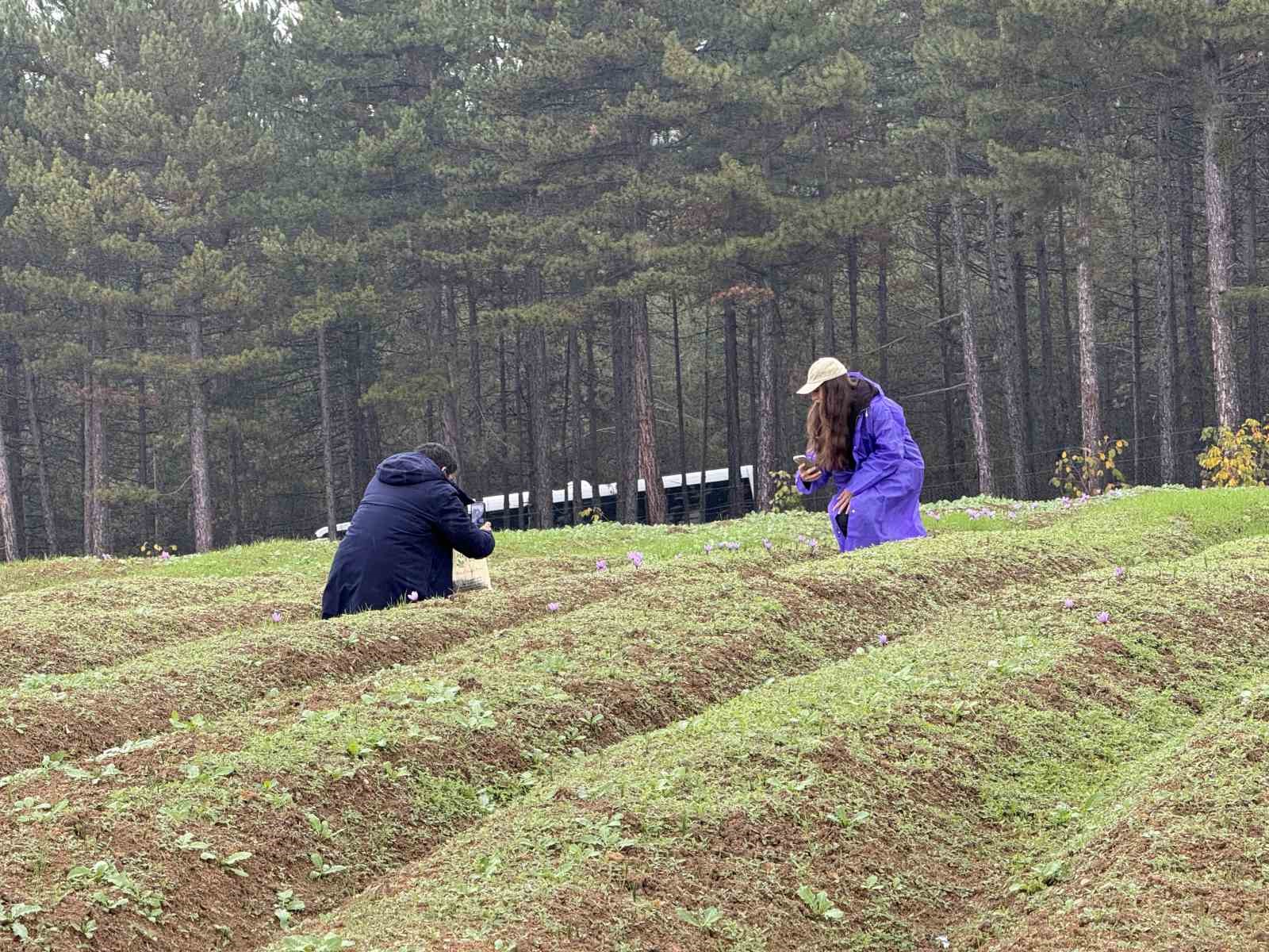 dunyanin en pahali baharati safranin kilogrami 600 bin liradan satilacak 2 gKthkBTp