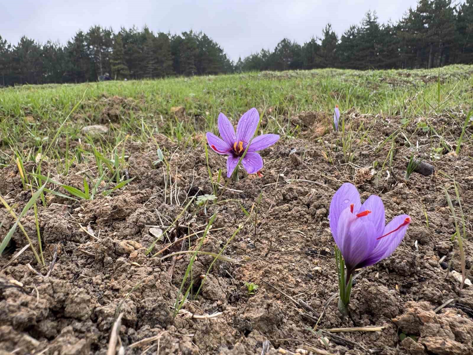 dunyanin en pahali baharati safranin kilogrami 600 bin liradan satilacak 3 Hg3RjfAi