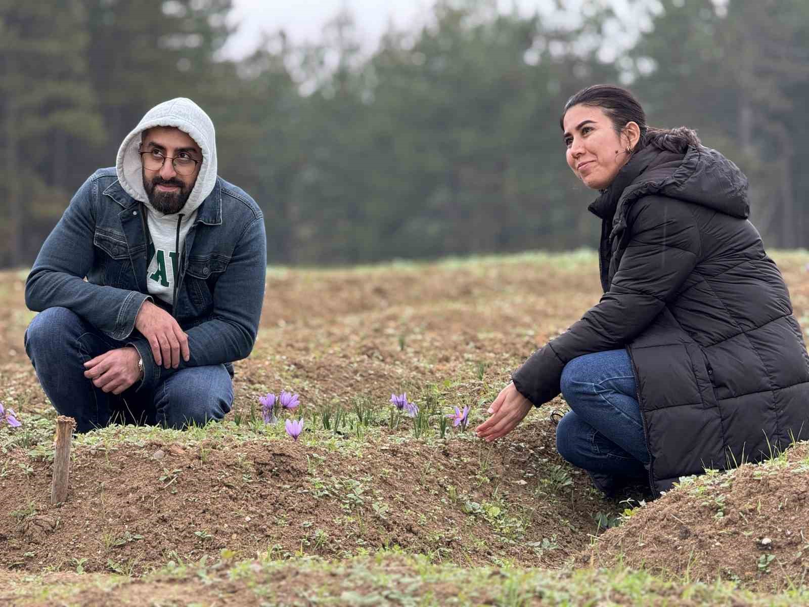 dunyanin en pahali baharati safranin kilogrami 600 bin liradan satilacak 4 J7qd2BG1