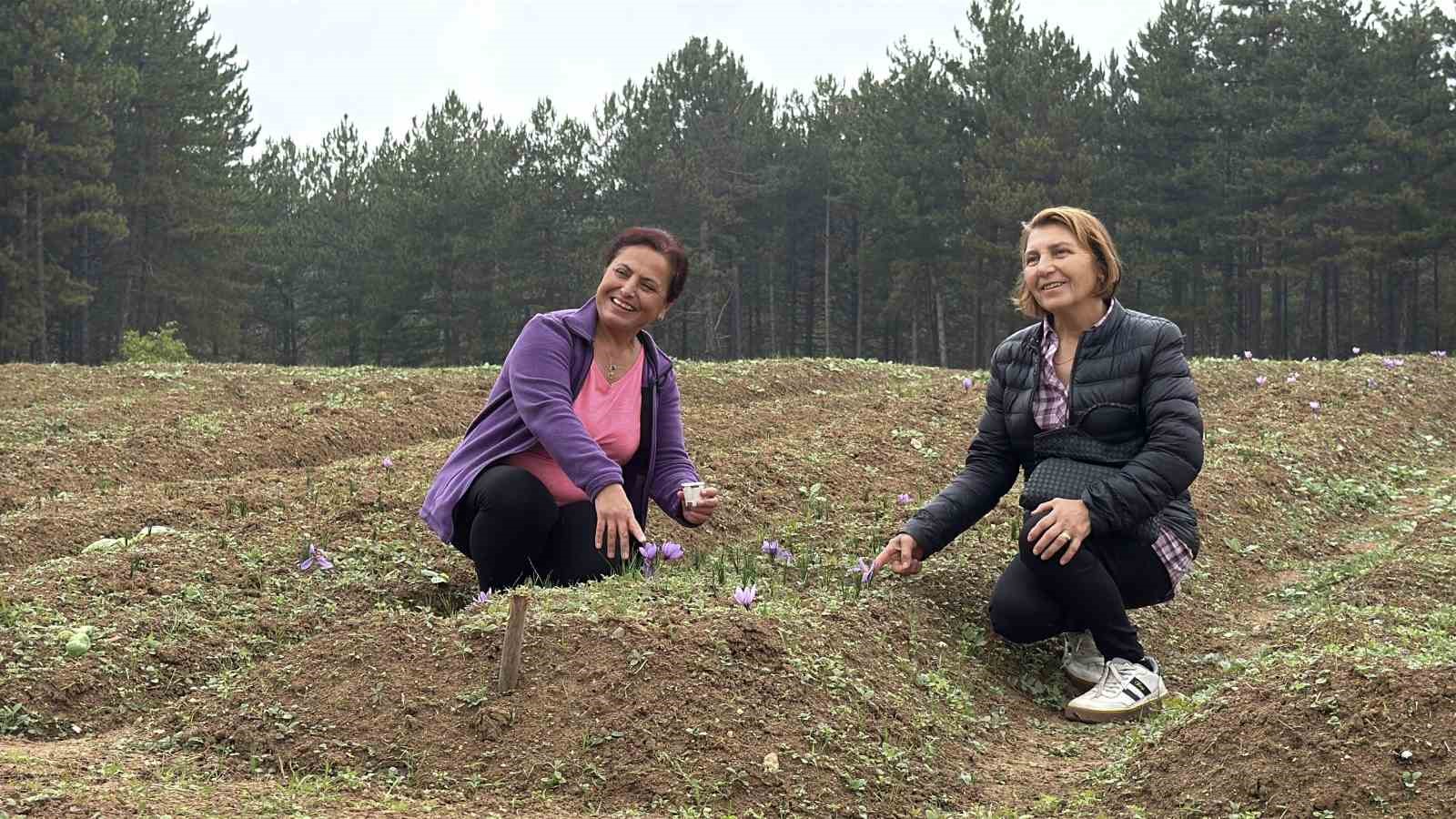 dunyanin en pahali baharati safranin kilogrami 600 bin liradan satilacak 6 w5wWsyip