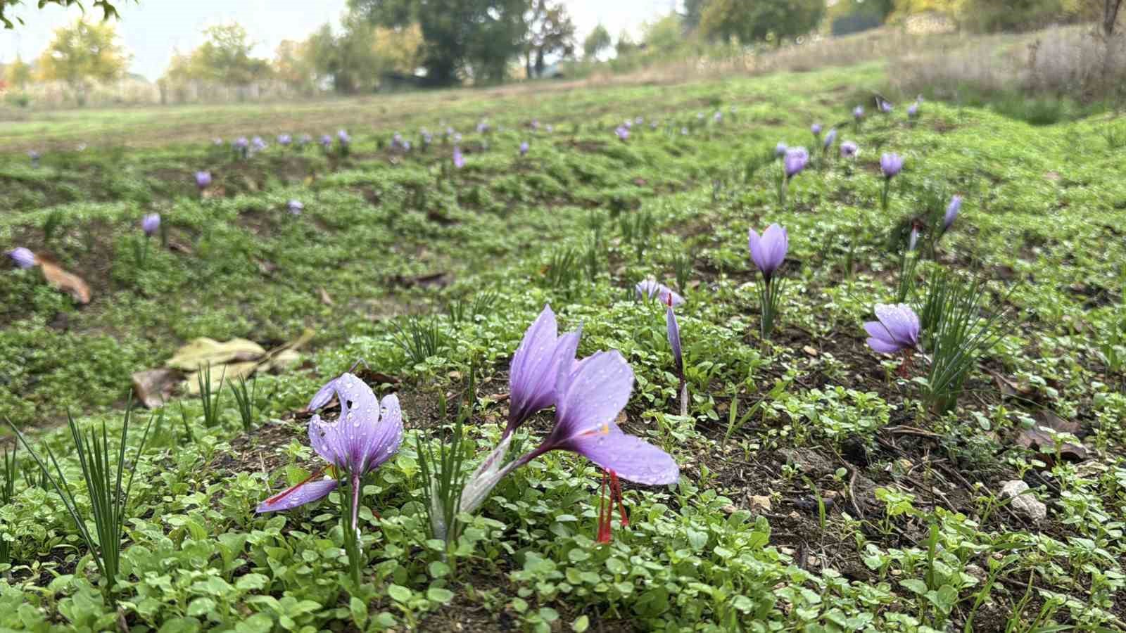 dunyanin en pahali baharati safranin kilogrami 600 bin liradan satilacak 8 6s548yYs