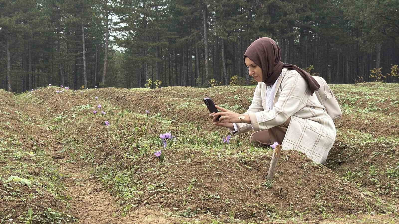 dunyanin en pahali baharati safranin kilogrami 600 bin liradan satilacak 9 yK5fF2b8
