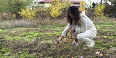 dunyanin-en-pahali-baharati-safranin-kilogrami-600-bin-liradan-satilacak-FwJy8TqK.jpg