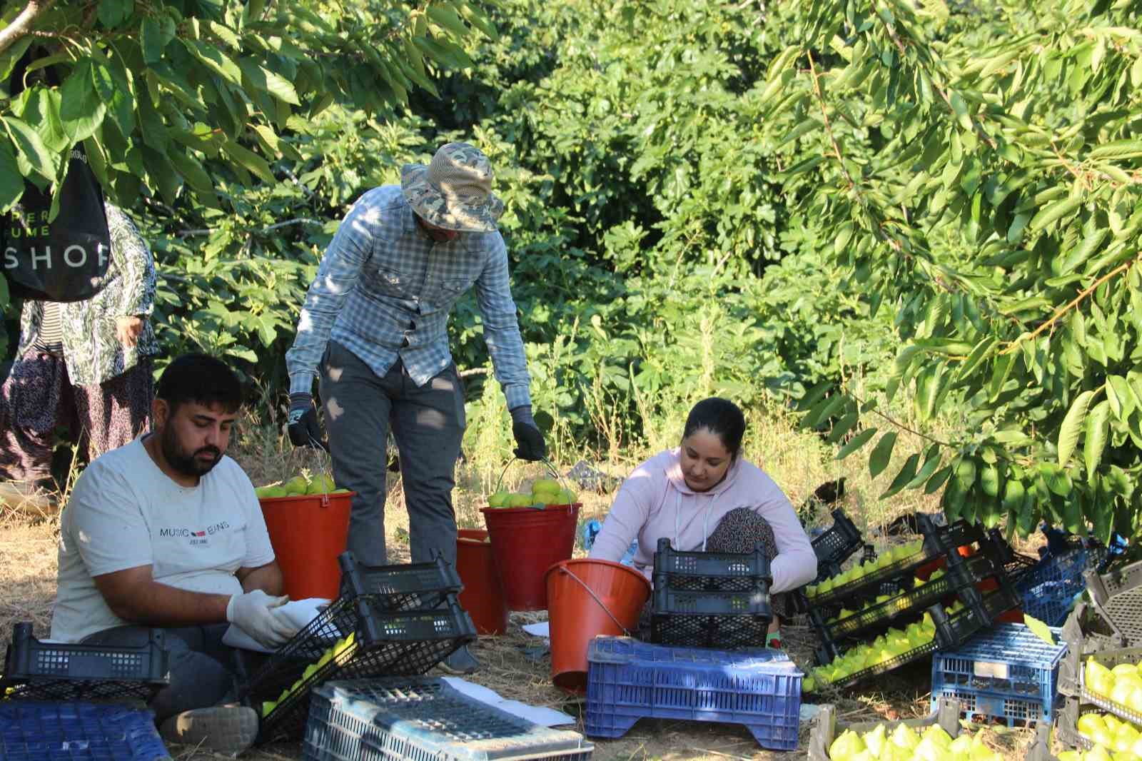 Dünyanın ilk incirinde son hasat bereketi 14 dunyanin ilk incirinde son hasat bereketi 10 fRnZQm6k