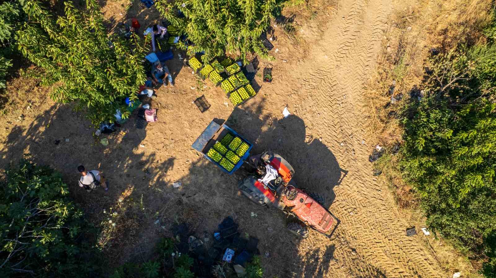 Dünyanın ilk incirinde son hasat bereketi 16 dunyanin ilk incirinde son hasat bereketi 12 tiKyOggk