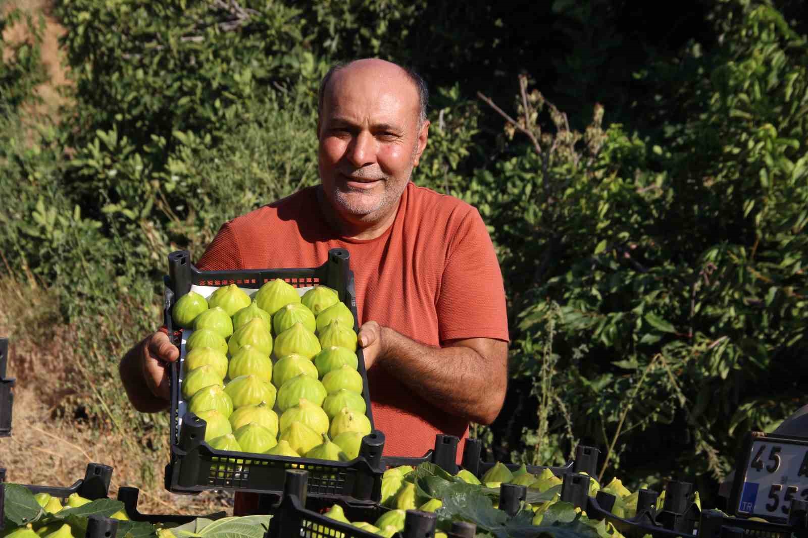 Dünyanın ilk incirinde son hasat bereketi 6 dunyanin ilk incirinde son hasat bereketi 2 FKKBBBqJ