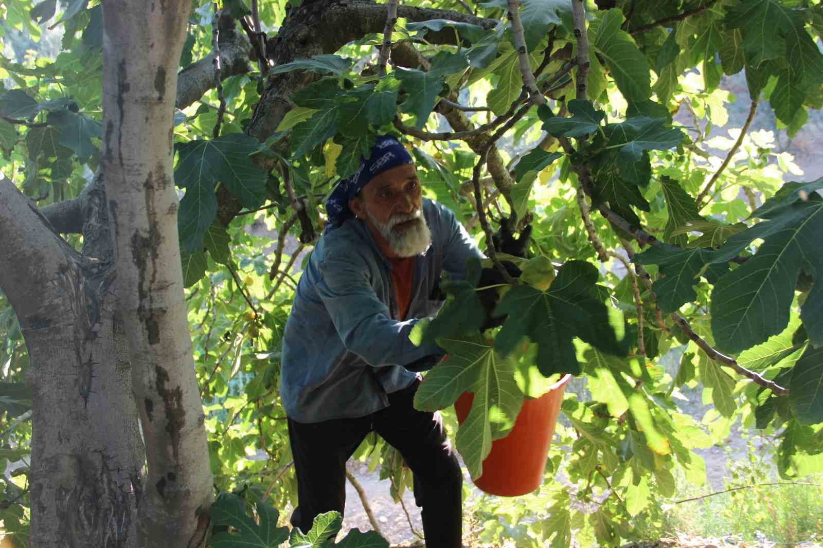 Dünyanın ilk incirinde son hasat bereketi 8 dunyanin ilk incirinde son hasat bereketi 4 atLem7P5