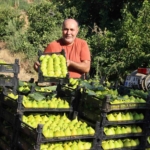 dunyanin-ilk-incirinde-son-hasat-bereketi-7b5vqX19.jpg