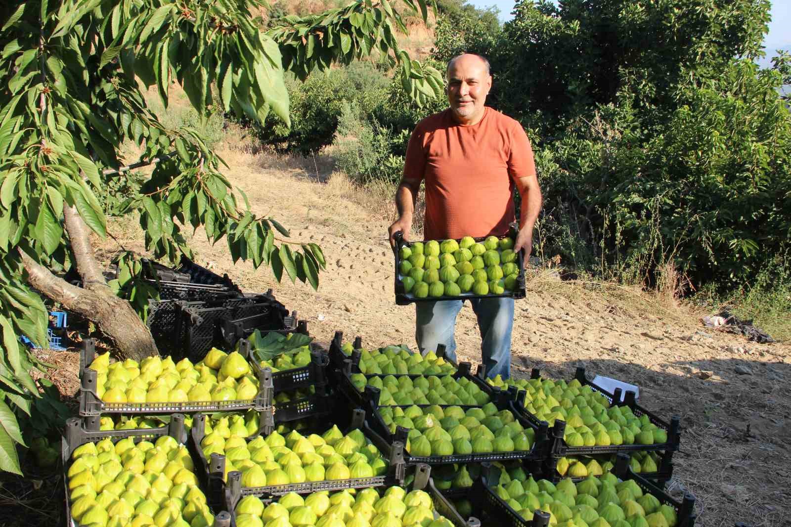 Dünyanın ilk incirinde son hasat bereketi 12 dunyanin ilk incirinde son hasat bereketi 8 CeUO8gQ2