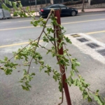 dut-agacinin-taze-dalini-kirmakla-yetinmeyip-donup-yemeye-basladi-SV39GJuP.jpg