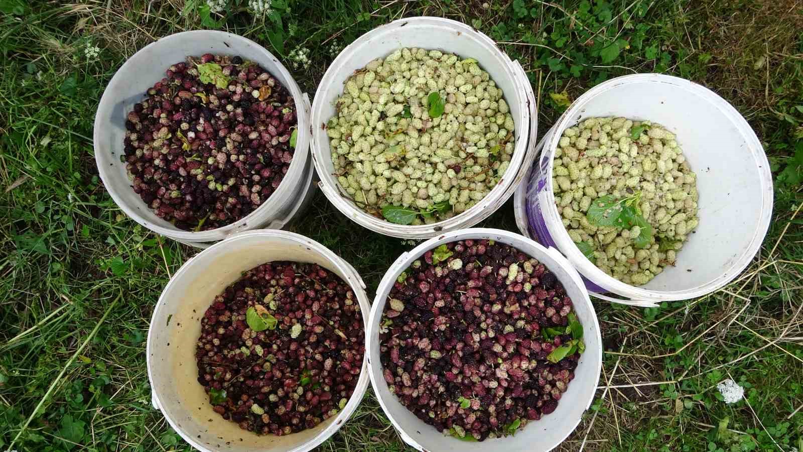 Dutların pekmeze dönüşen zahmetli yolculuğu 11 dutlarin pekmeze donusen zahmetli yolculugu 7 64ftiKHD