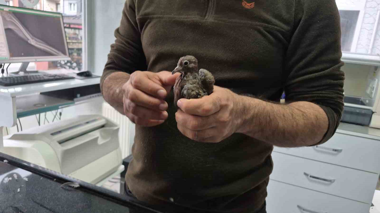 duyarli vatandastan ornek davranis yolda buldugu kumruya su verip veterinere teslim etti 0 X9YWM6B5