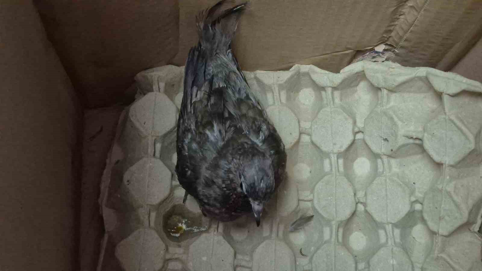 duyarli vatandastan ornek davranis yolda buldugu kumruya su verip veterinere teslim etti 2 IQHnl5ZK