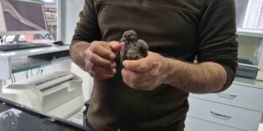 duyarli-vatandastan-ornek-davranis-yolda-buldugu-kumruya-su-verip-veterinere-teslim-etti-QZwZecKv.jpg