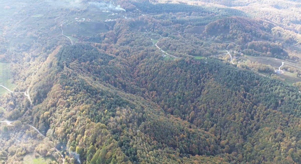 duzce ormanlarinda renk cumbusu yasaniyor 4 k2jhcqjv