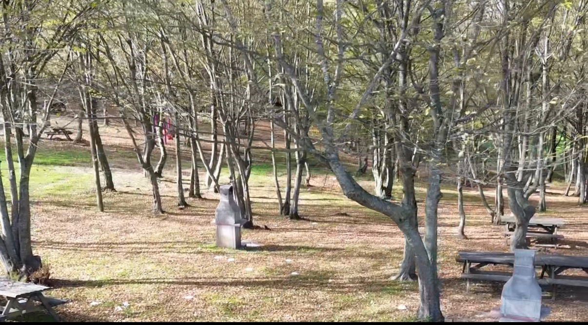 duzce ormanlarinda renk cumbusu yasaniyor 6