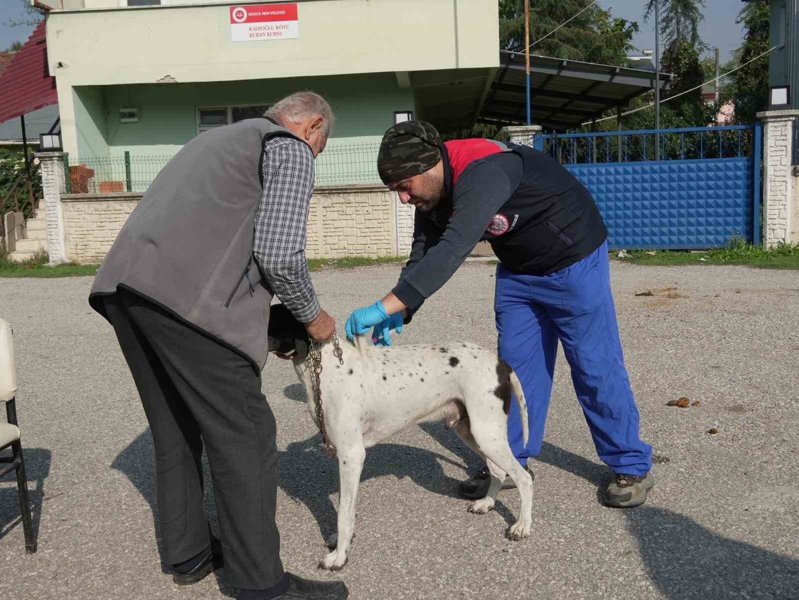 duzcede 175 kopek yerinde sahiplendirildi 1 BZ2y6HMA