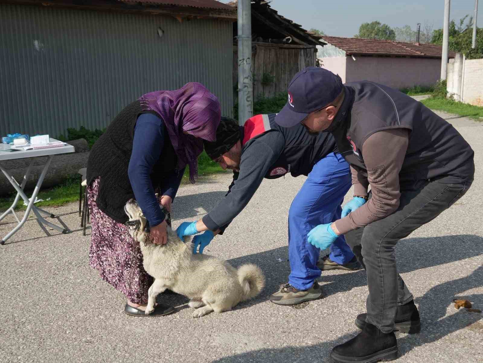 duzcede 175 kopek yerinde sahiplendirildi 3 TUGA4Zri
