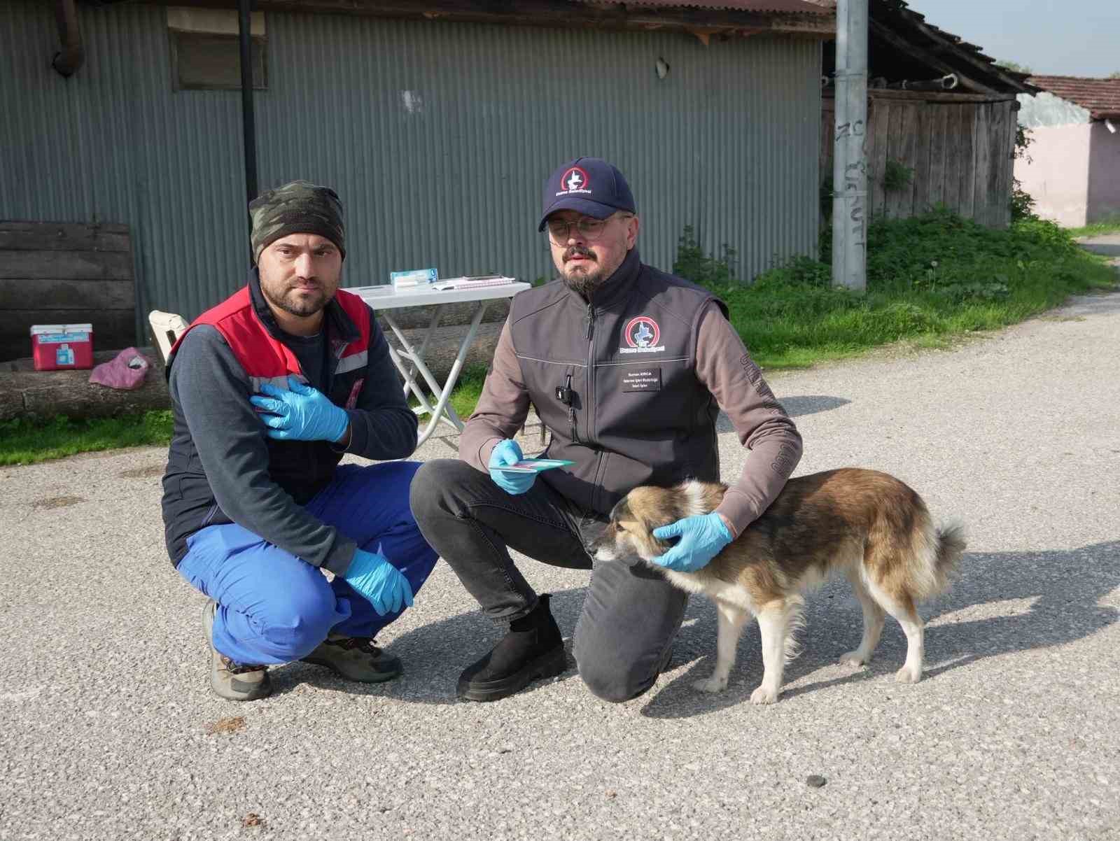 duzcede 175 kopek yerinde sahiplendirildi 4 Se8TGqT5