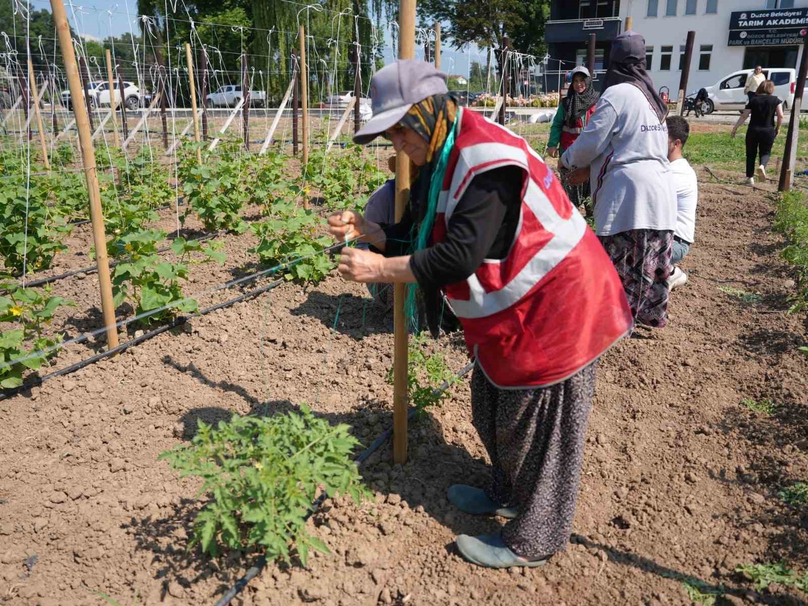 Düzce’de Ata tohumu üretimi büyüyor 7 duzcede ata tohumu uretimi buyuyor 3 RM62Nla2