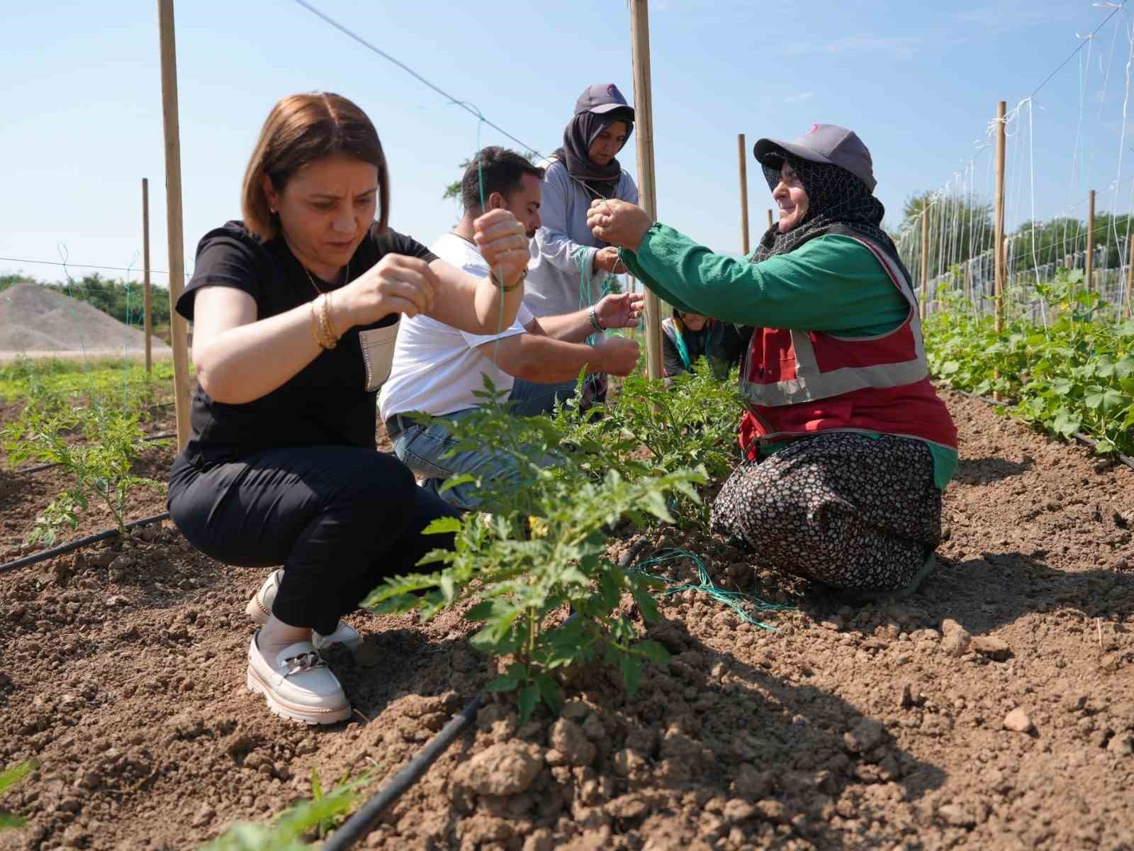 Düzce’de Ata tohumu üretimi büyüyor 9 duzcede ata tohumu uretimi buyuyor 5 zBeIs3UZ