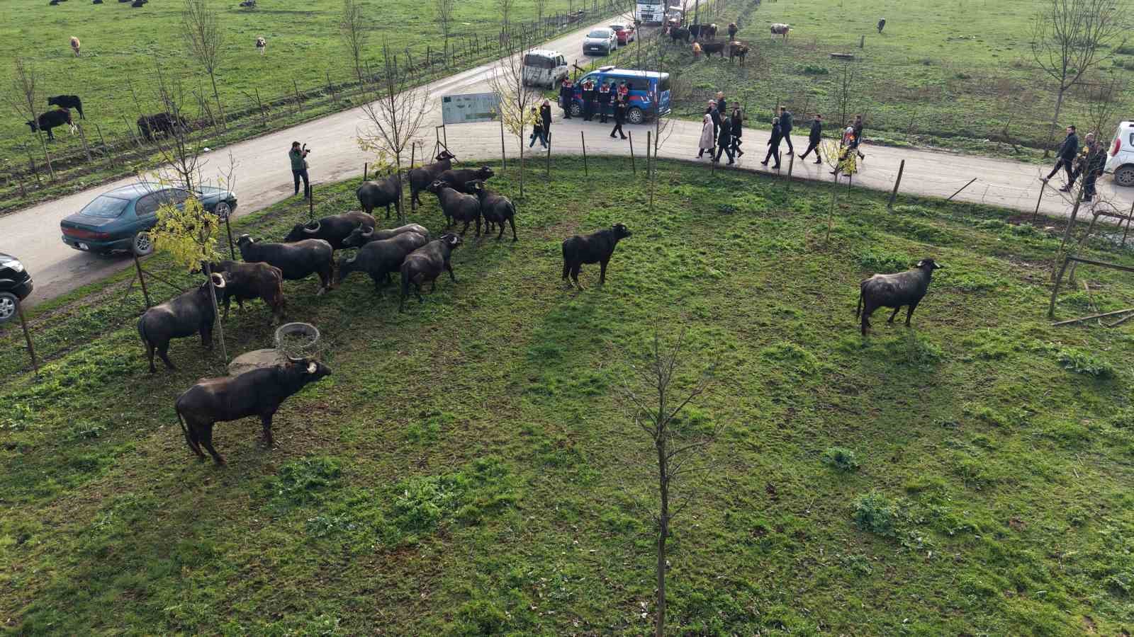 duzcede manda yetistiriciligine guclu destek 1 ge4Ry4jl