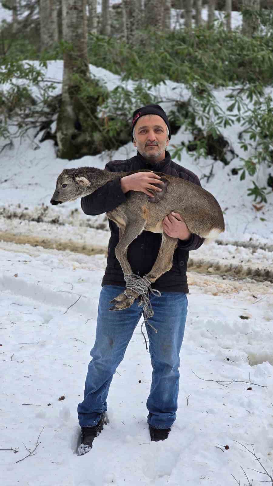 duzcede yarali halde bulunan yavru karaca koruma altina alindi 1 h6utk7Jp