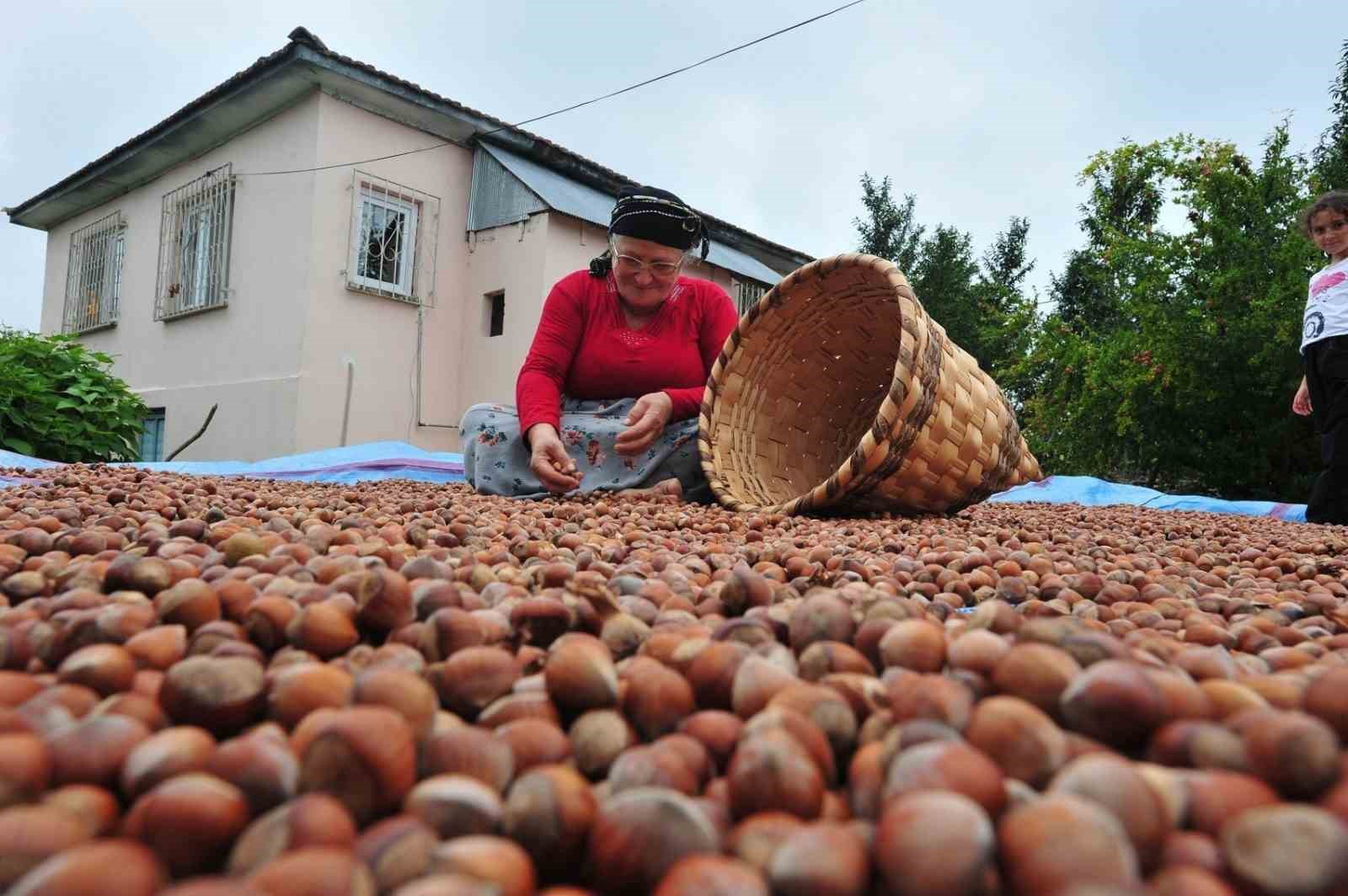 duzceden ab ulkelerine 5 bin 291 ton findik ihrac edildi 0 Btk8ihOw