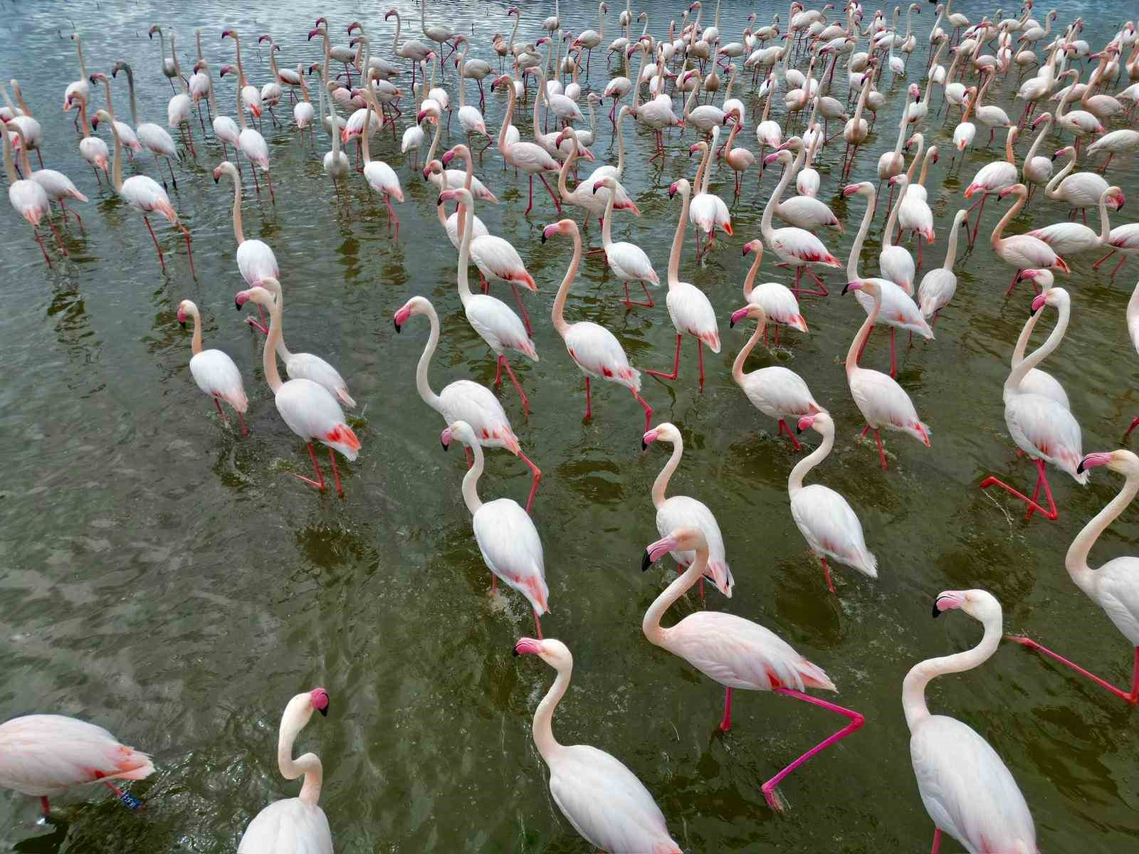 eber golunde gorsel solen flamingolar renkli goruntuler olusturdu 2 mdGipB8r