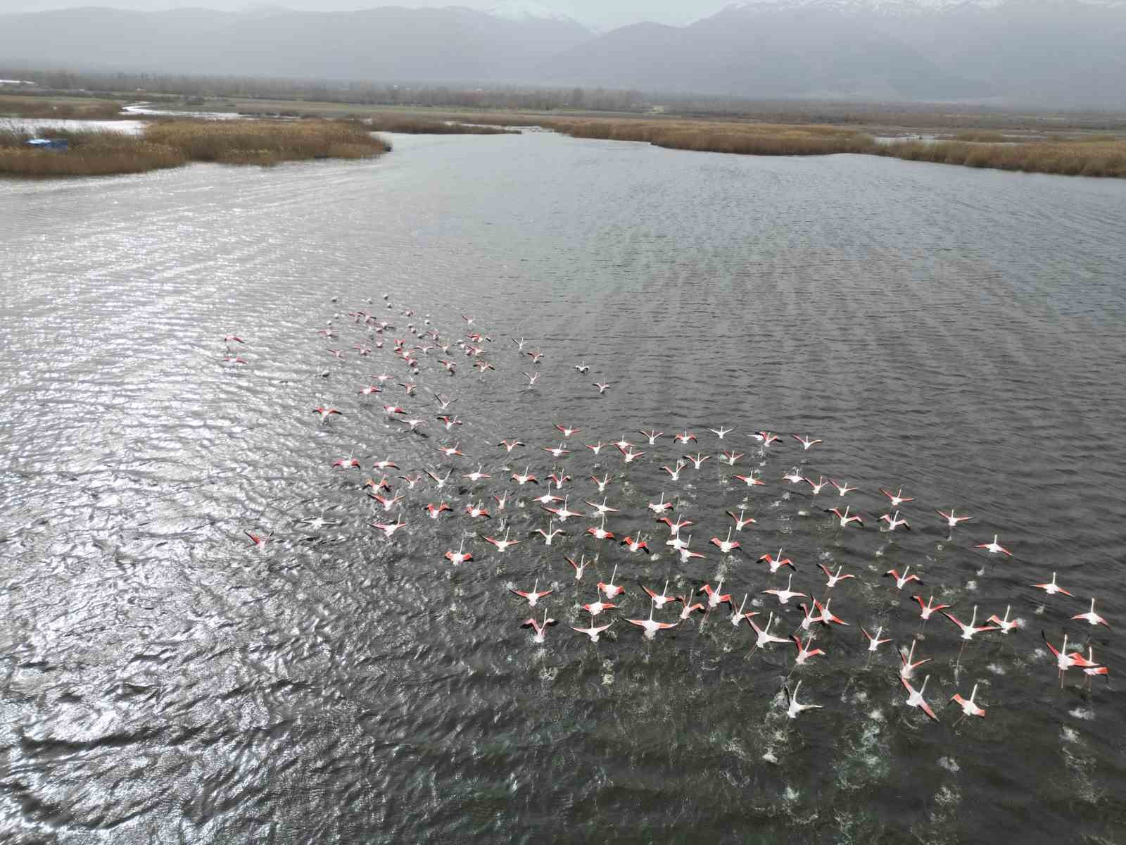 eber golundeki flamingolar gorsel solen sundu 1 4yIHeETR