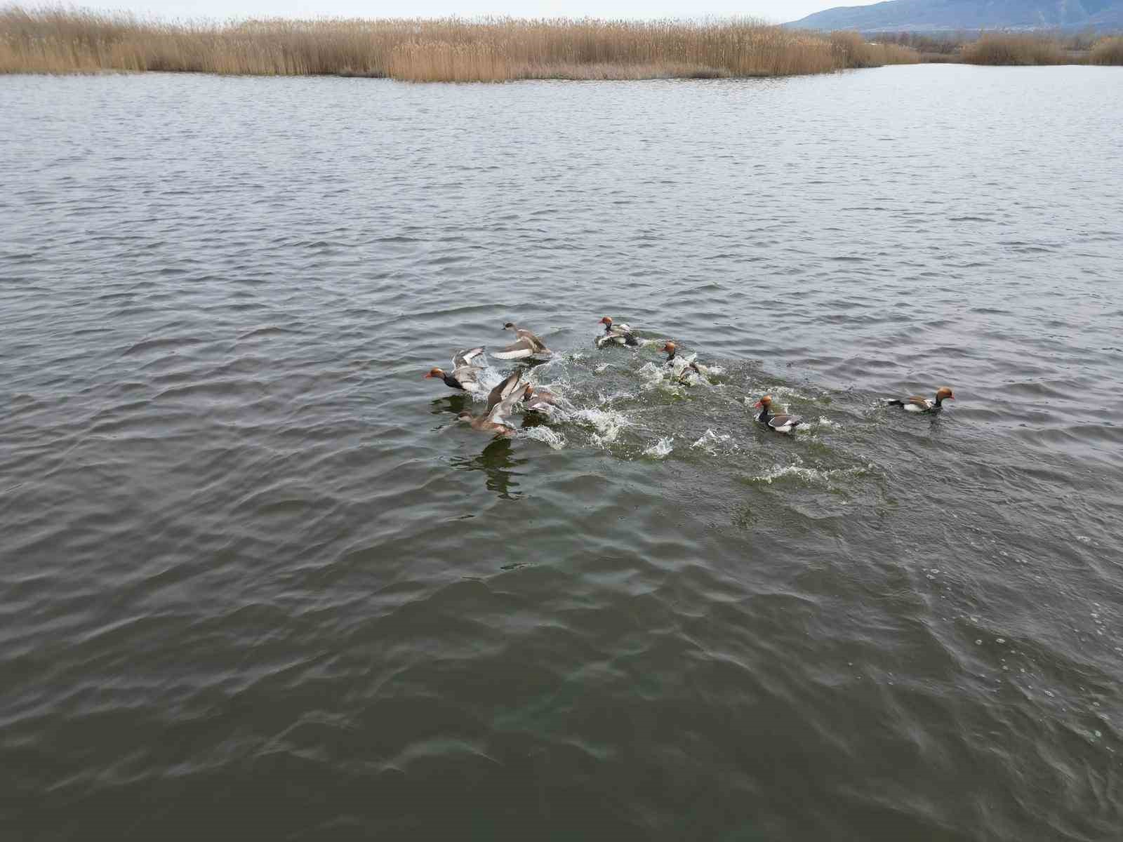eber golunden sevindirici haber geldi 2 7v8BG3Vd
