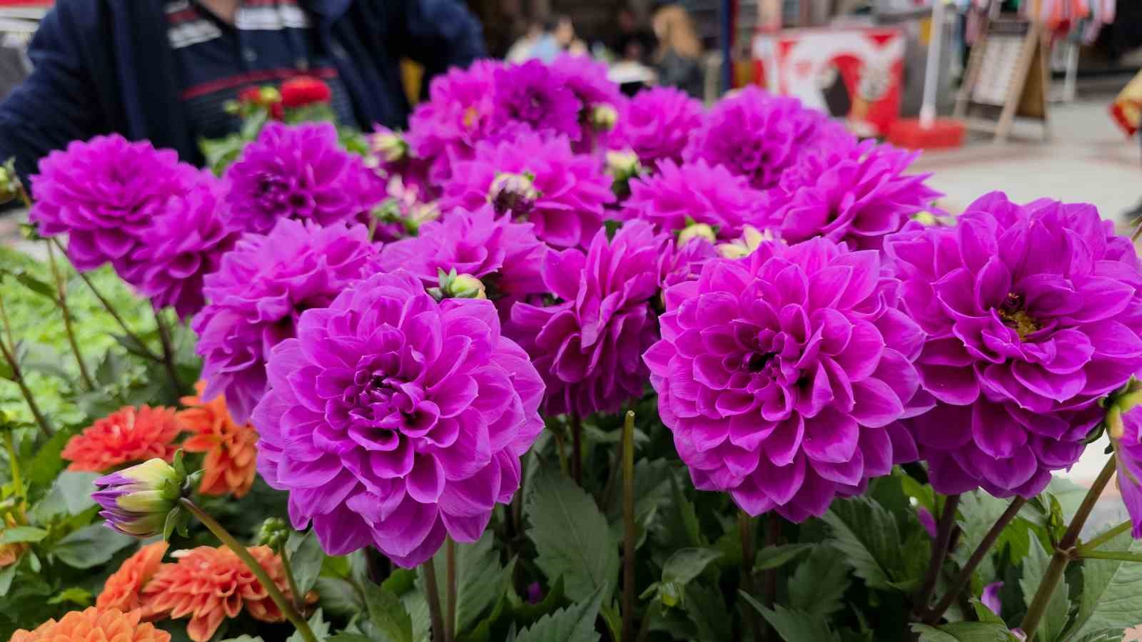 Edirne Saraçhane Caddesi’nde fesleğen kokusu 7 edirne sarachane caddesinde feslegen kokusu 3 v9T7lZAu