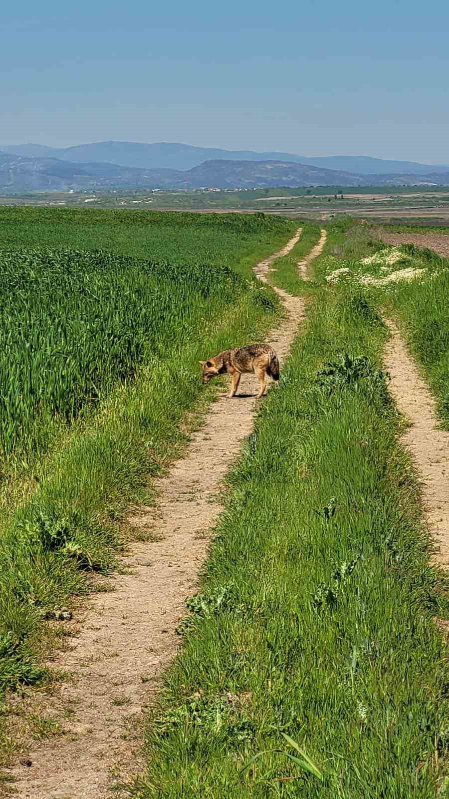 edirnede ac kalan cakal koye indi 5 BuO5bzyT