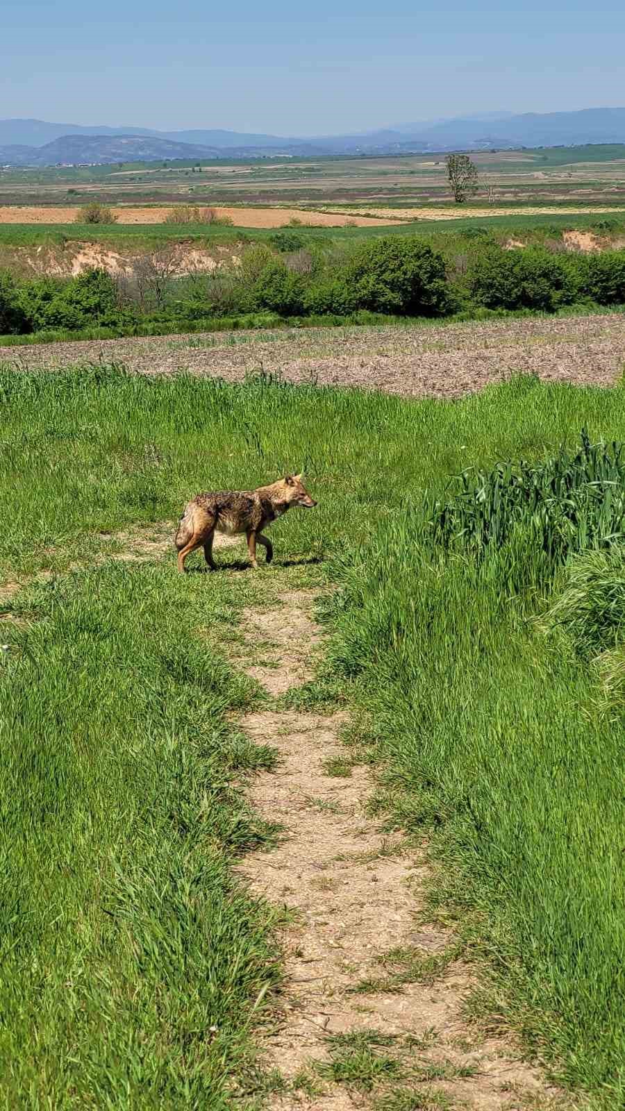 edirnede ac kalan cakal koye indi 6