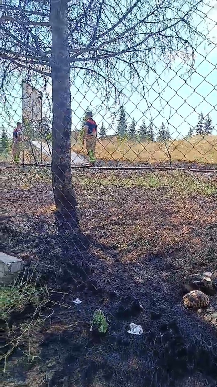 edirnede alevlerin arasinda kalan kaplumbaga kurtarildi 4 zrnspFc1