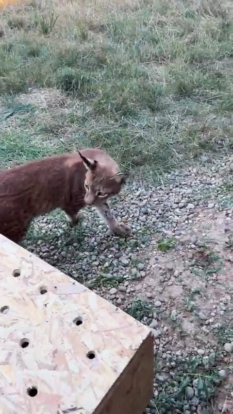 edirnede aracin bagajinda iki vasak ve serval ele gecirildi 0 LrRjep4Q