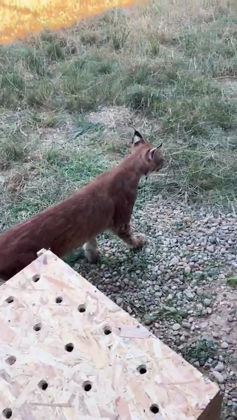 edirnede aracin bagajinda iki vasak ve serval ele gecirildi 1