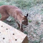 edirnede-aracin-bagajinda-iki-vasak-ve-serval-ele-gecirildi-RlgHxA4h.jpg