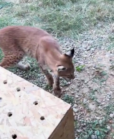 edirnede-aracin-bagajinda-iki-vasak-ve-serval-ele-gecirildi-RlgHxA4h.jpg