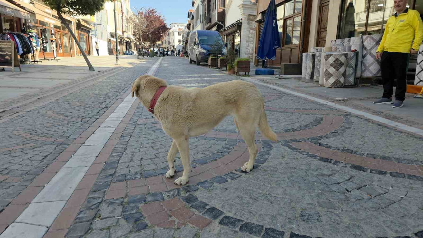 edirnede basibos kopek saldirisi 19 yasindaki genc yaralandi 2 JPI8fVye