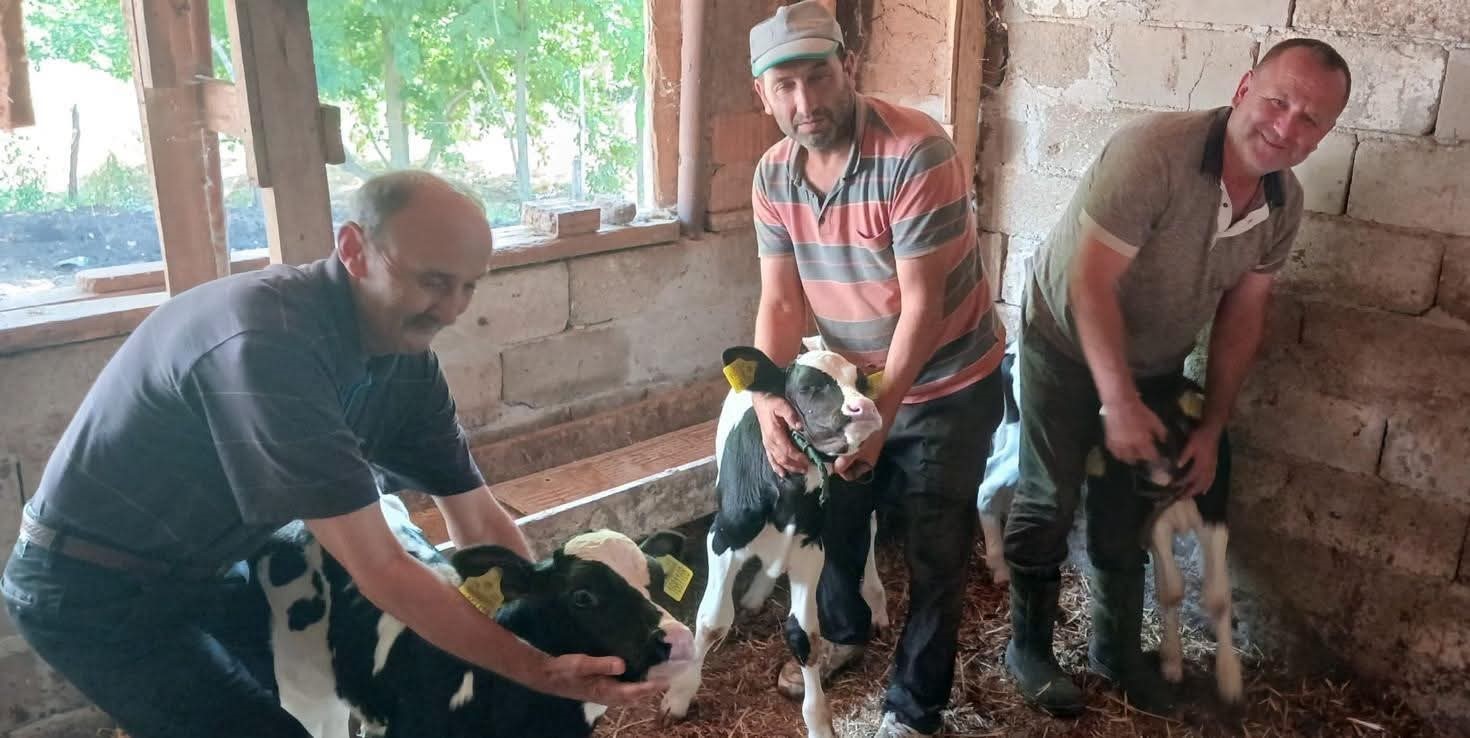 Edirne’de besicinin üçüz buzağı sevinci 4 edirnede besicinin ucuz buzagi sevinci 0 9QOjSgqD