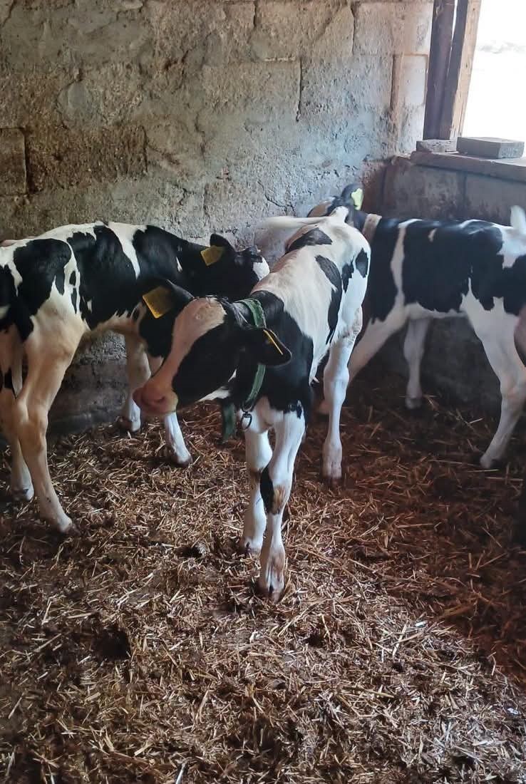 Edirne’de besicinin üçüz buzağı sevinci 5 edirnede besicinin ucuz buzagi sevinci 1 Ab3wsRM2