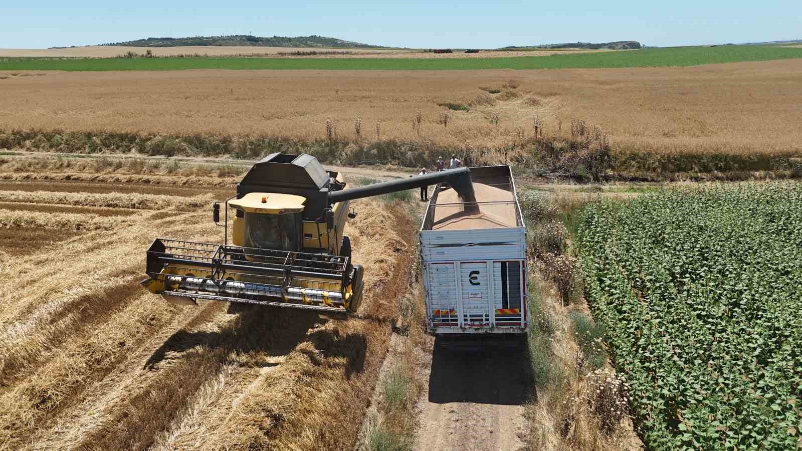 edirnede bugday hasadi ciftcinin yuzunu gulduruyor 10