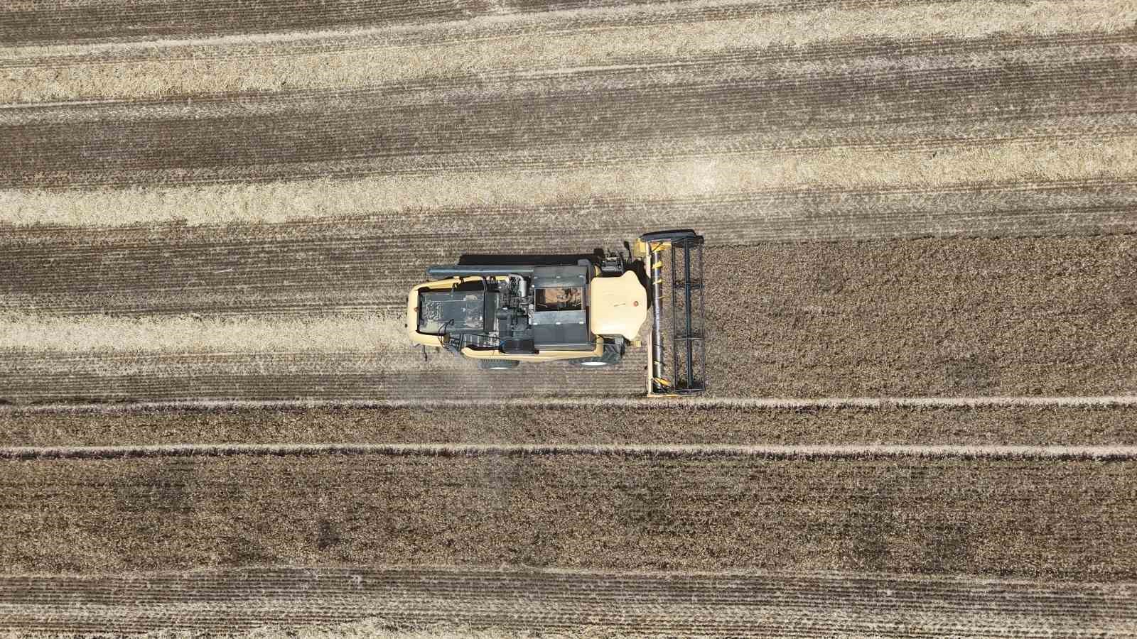 edirnede bugday hasadi ciftcinin yuzunu gulduruyor 2 QaORpUE1