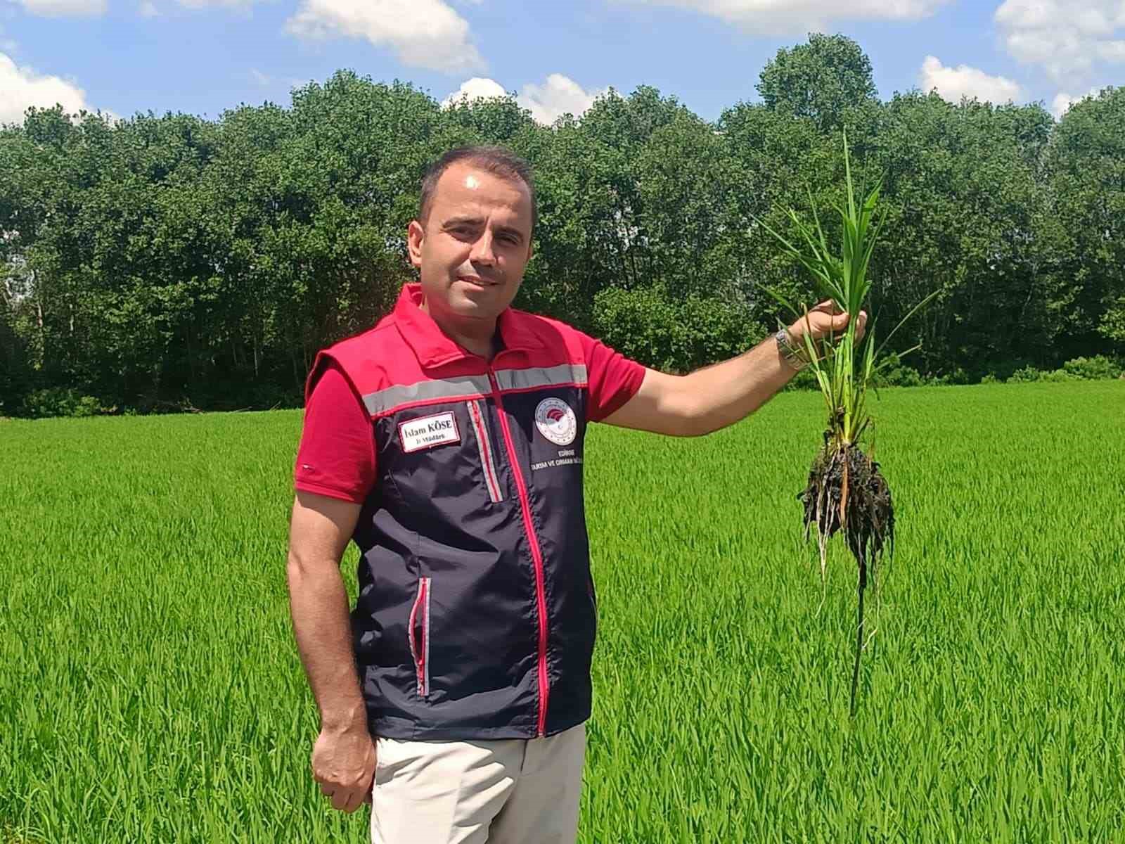 Edirne’de çeltiğe su bereketi: Rekolte 400 bin tonu aşacak 4 edirnede celtige su bereketi rekolte 400 bin tonu asacak 0 d1ya93Bh
